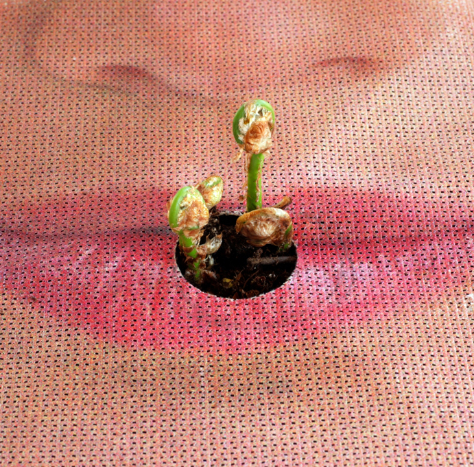 sureck mouth fern crop entwurf